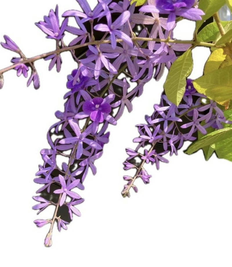 Hoa mai xanh buồn gợi nhớ chuyện xưa