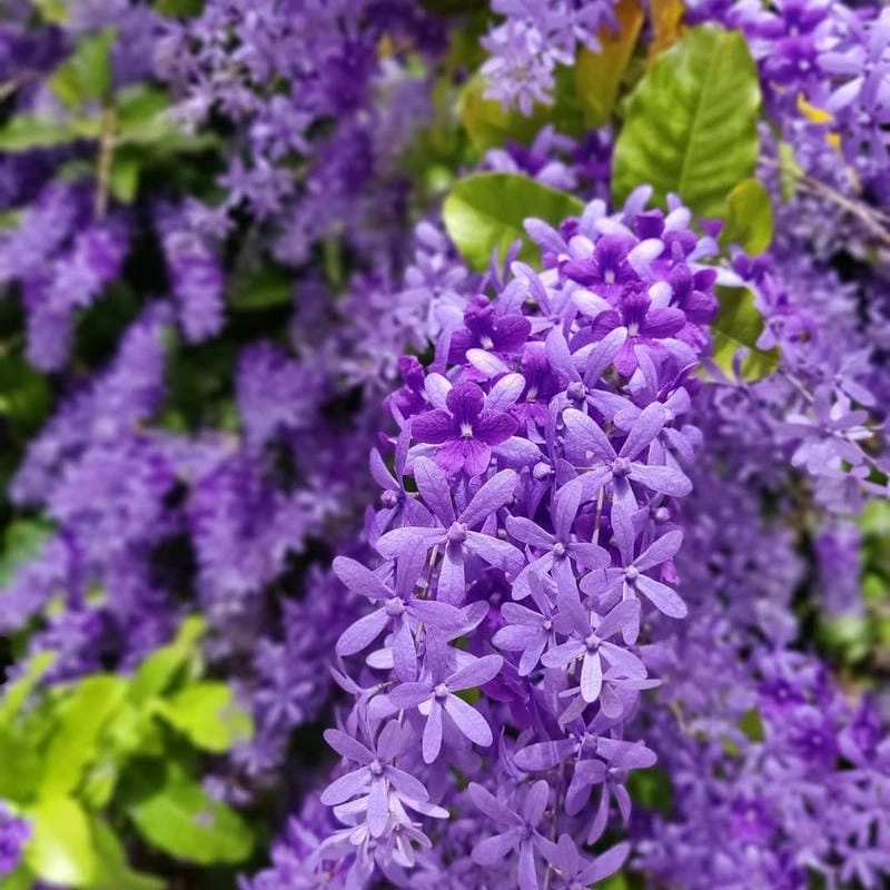 Hoa mai xanh phong cách đầy nét nghệ thuật