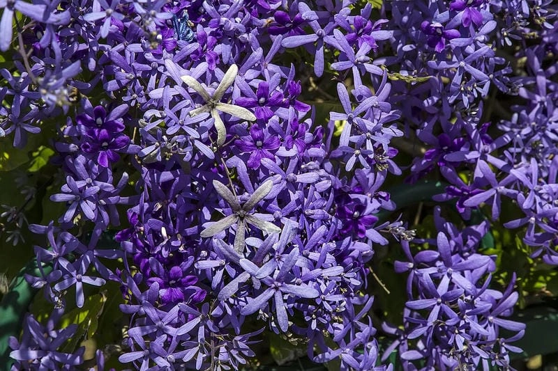 Hoa mai xanh mới nhất rực sắc mùa nở