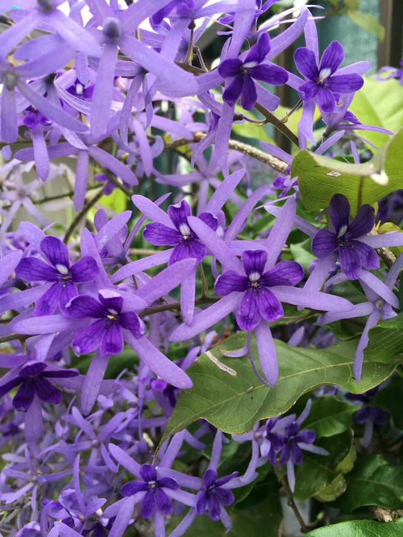 Hoa mai xanh chất lượng lưu giữ vẻ nên thơ