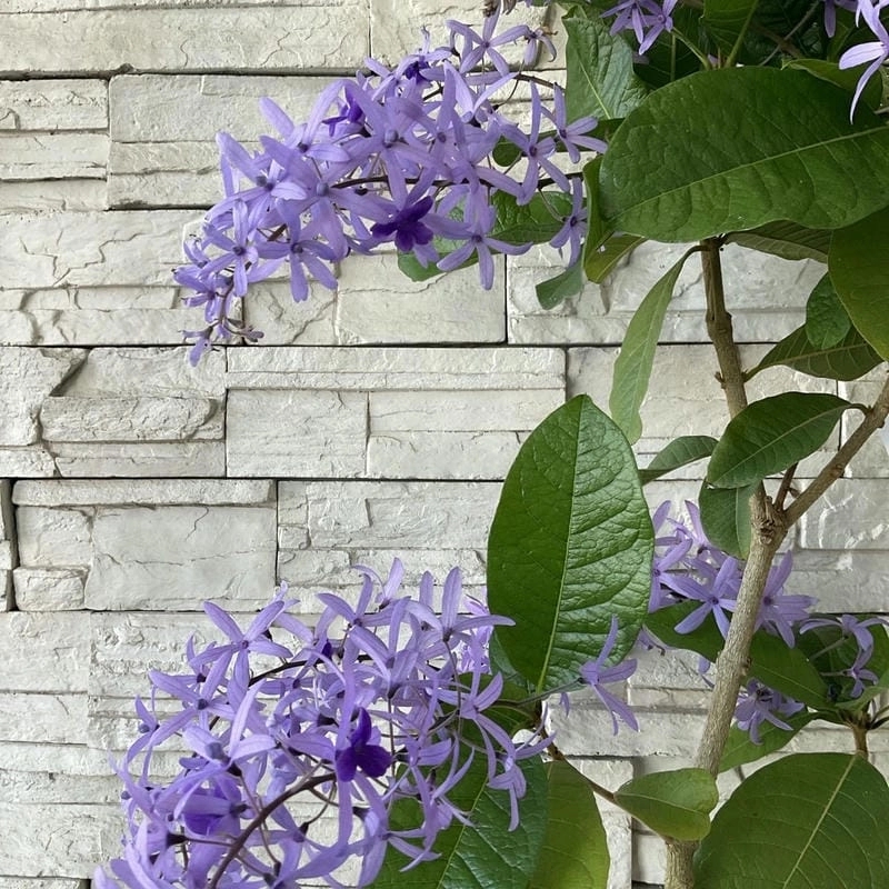 Hoa mai xanh lãng mạn như gam màu trời