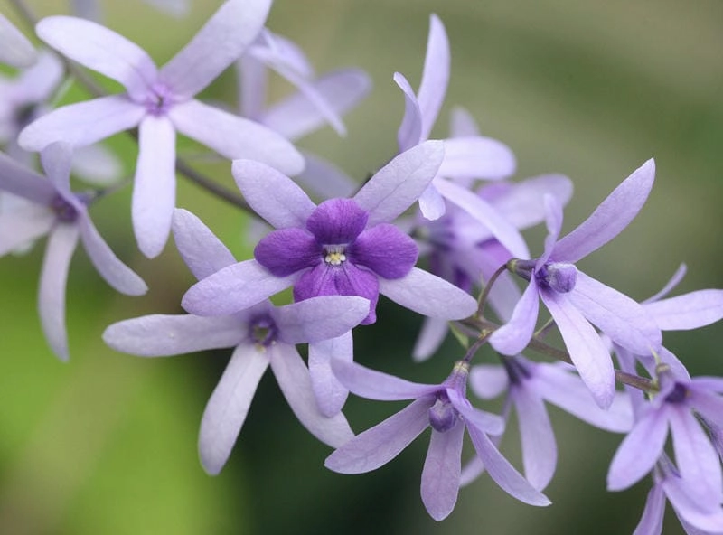 Hoa mai xanh thẩm mỹ hài hòa từng chi tiết