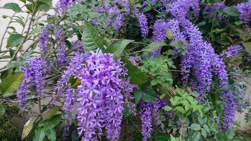 Hoa mai xanh nghệ thuật đẹp như tranh vẽ