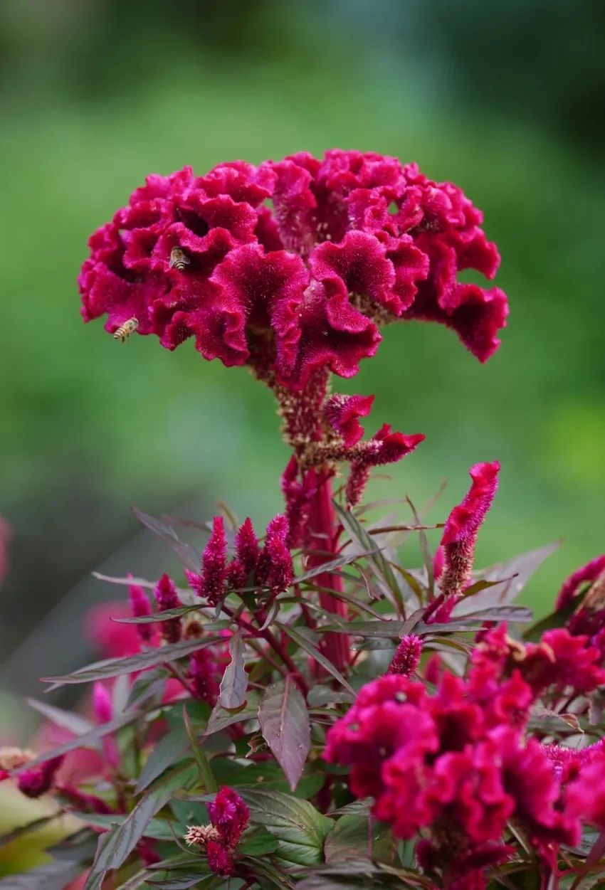 Ngắm hoa Mào Gà rực rỡ trên ban công nhà bạn