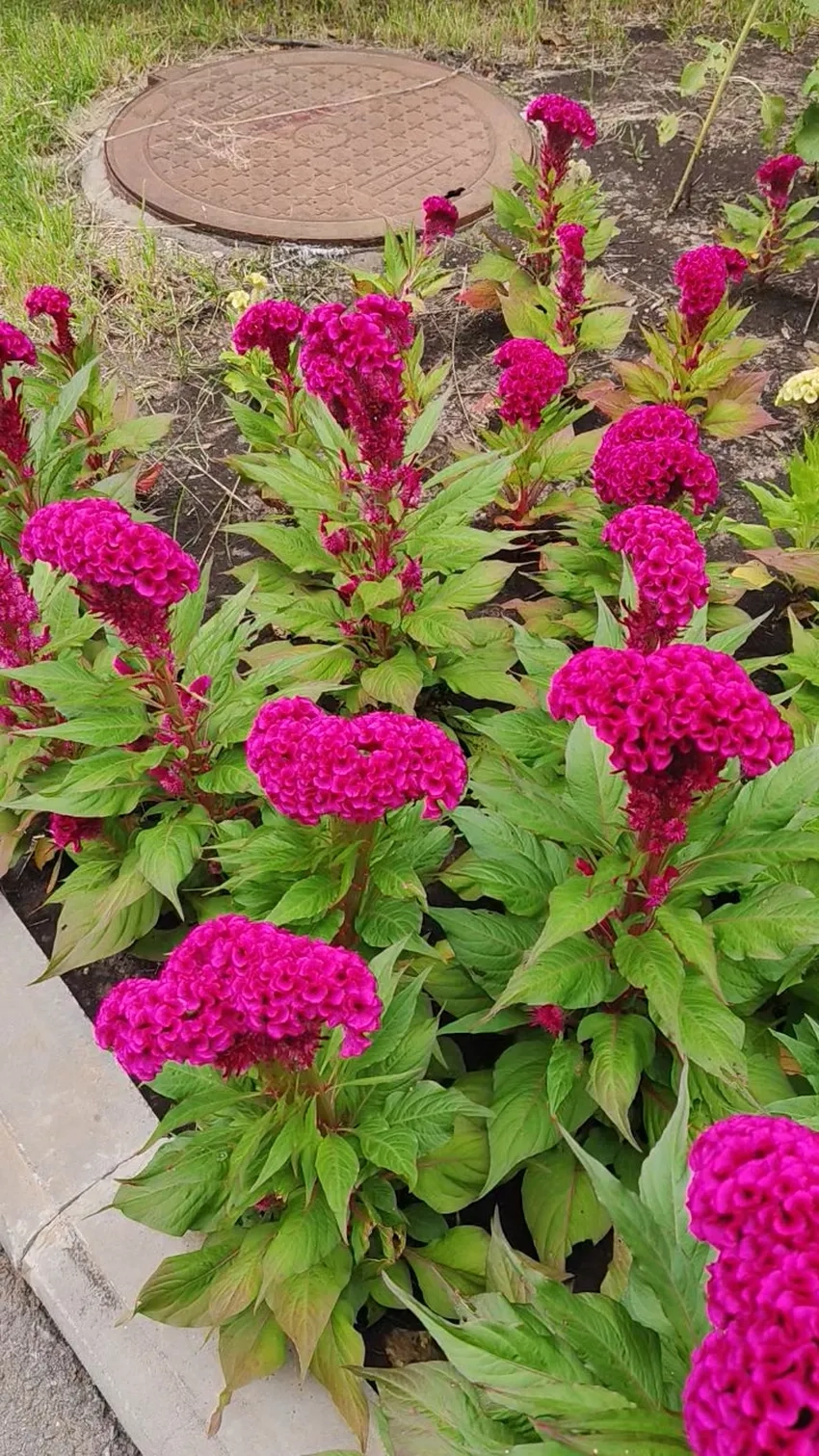 Cây Hoa Mào Gà tươi tốt làm cảnh cực đẹp