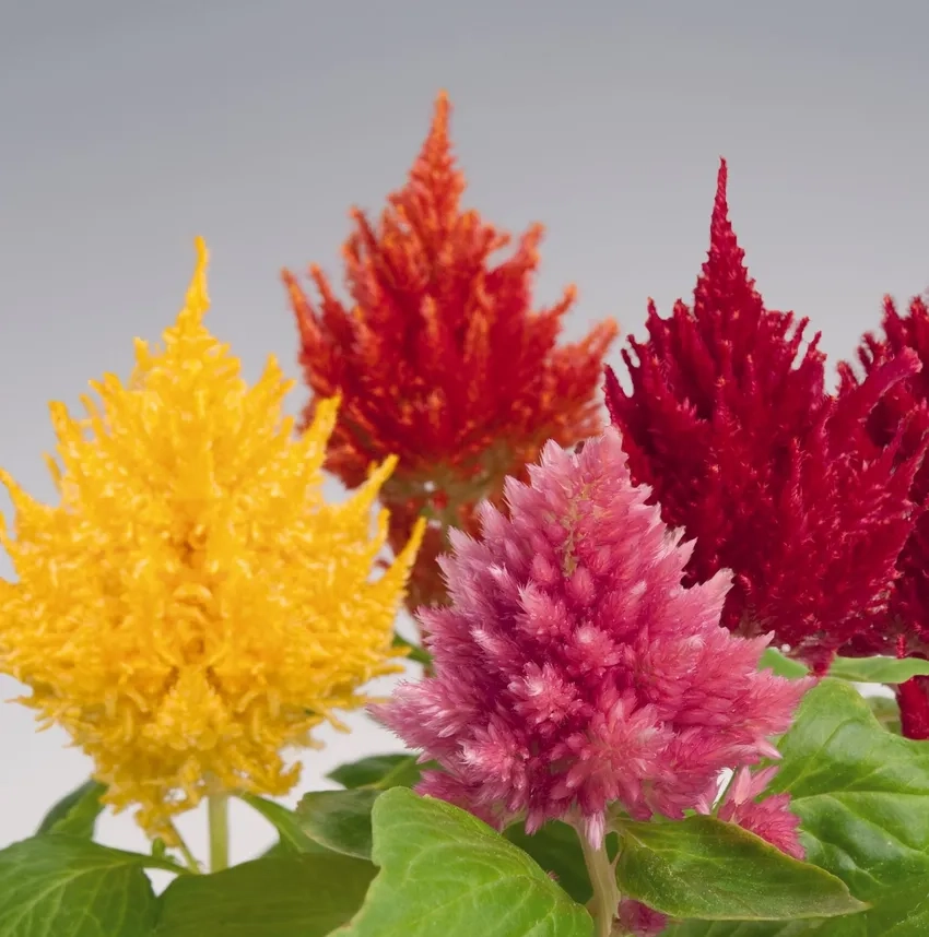 Cây mào gà đỏ nở rực rỡ mùa xuân