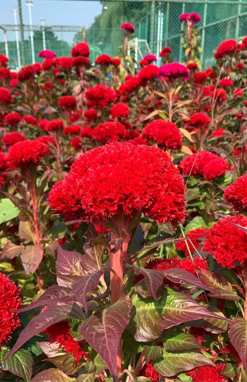 Chọn giống Hoa Mào Gà phù hợp khí hậu Việt Nam