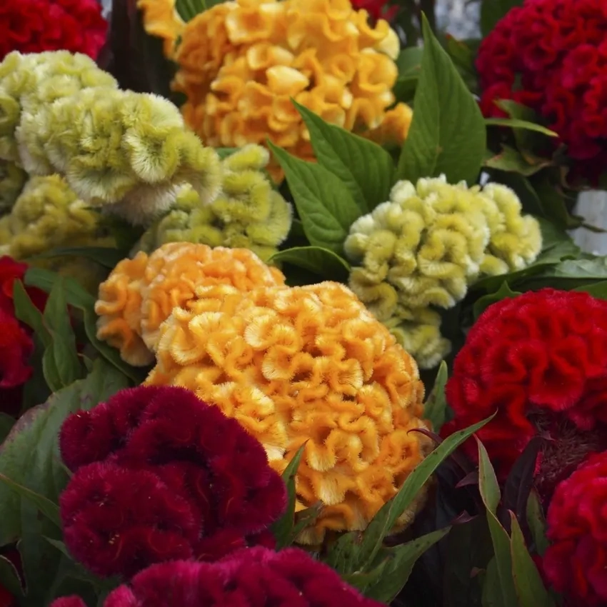 Gieo hạt giống Hoa Mào Gà dễ dàng tại nhà