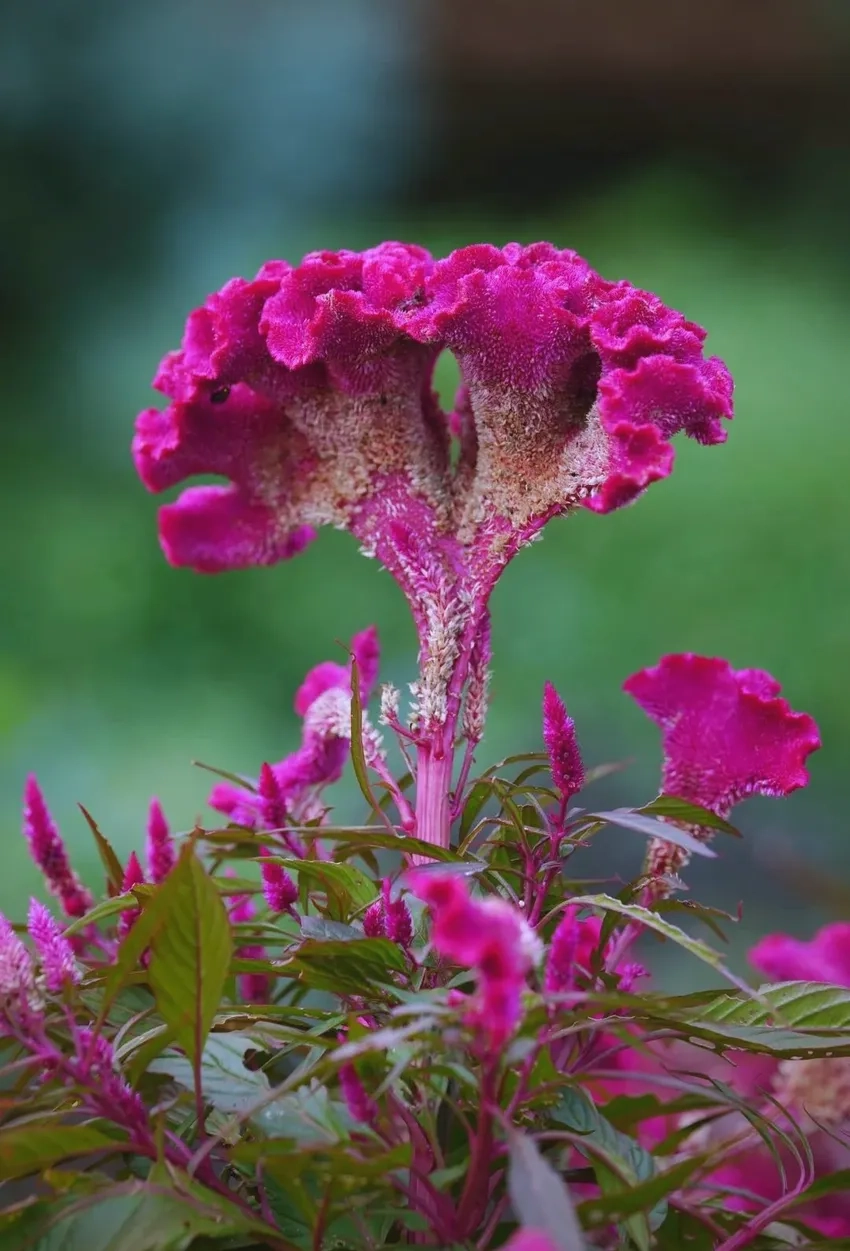 Học cách trồng Hoa Mào Gà cho hoa nở rực rỡ