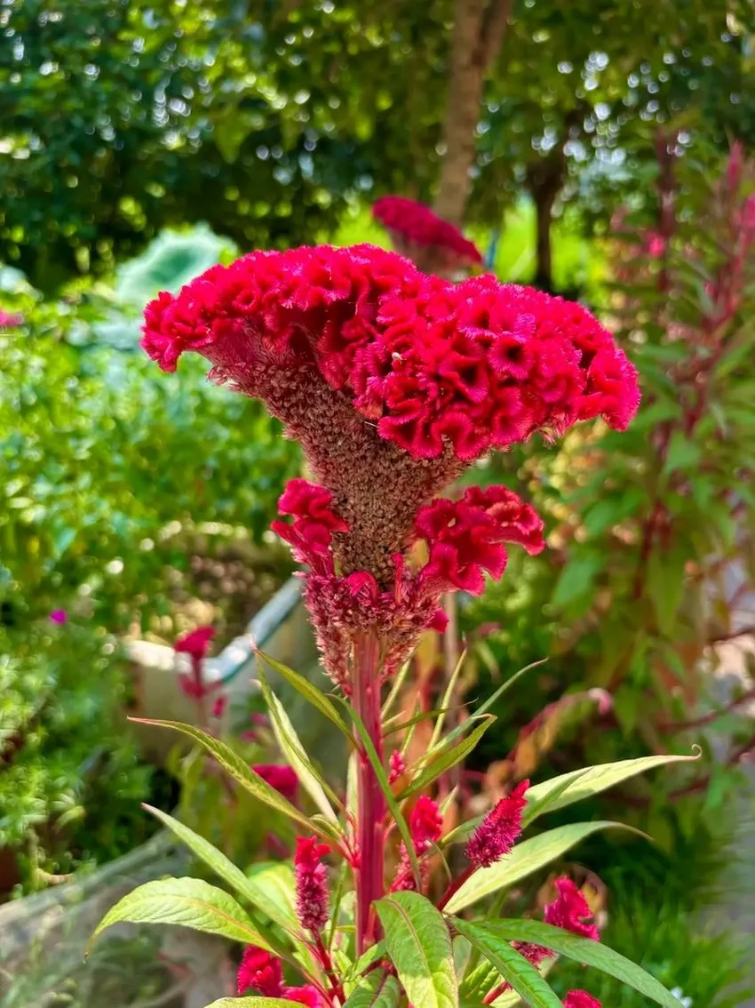 Ngắm những bông hoa mào gà đẹp mê hoặc