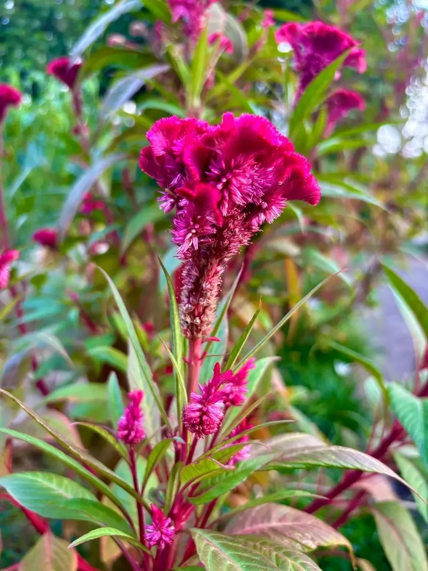 Hoa mào gà chơi Tết mang không khí sum vầy