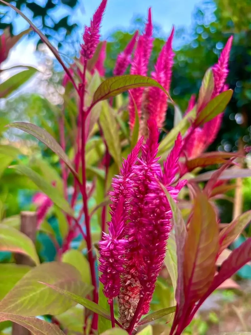 Hoa mào gà làm cảnh khiến không gian thêm sinh động