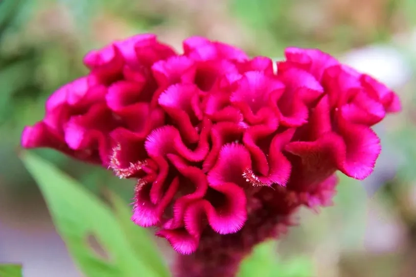 Hoa mào gà Việt Nam rực rỡ sắc màu dân tộc