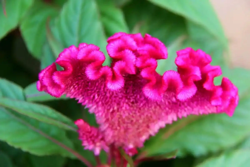 Cây mào gà đẹp trang trí ban công cực bắt mắt