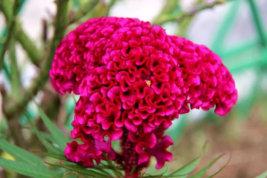 Chăm sóc Hoa Mào Gà đúng cách để hoa lâu tàn