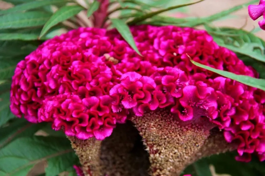 Gieo hạt Hoa Mào Gà nhanh nở hoa đầy sân vườn