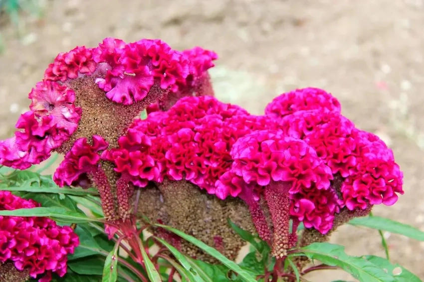 Khí hậu trồng Hoa Mào Gà ảnh hưởng đến màu hoa