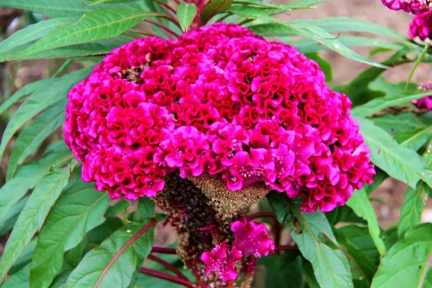 Hoa mào gà phong thủy mang tài lộc cho gia chủ