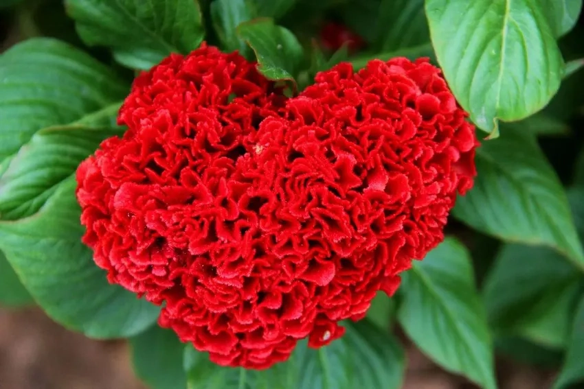 Hoa mào gà nở rực rỡ khắp sân vườn nhà bạn