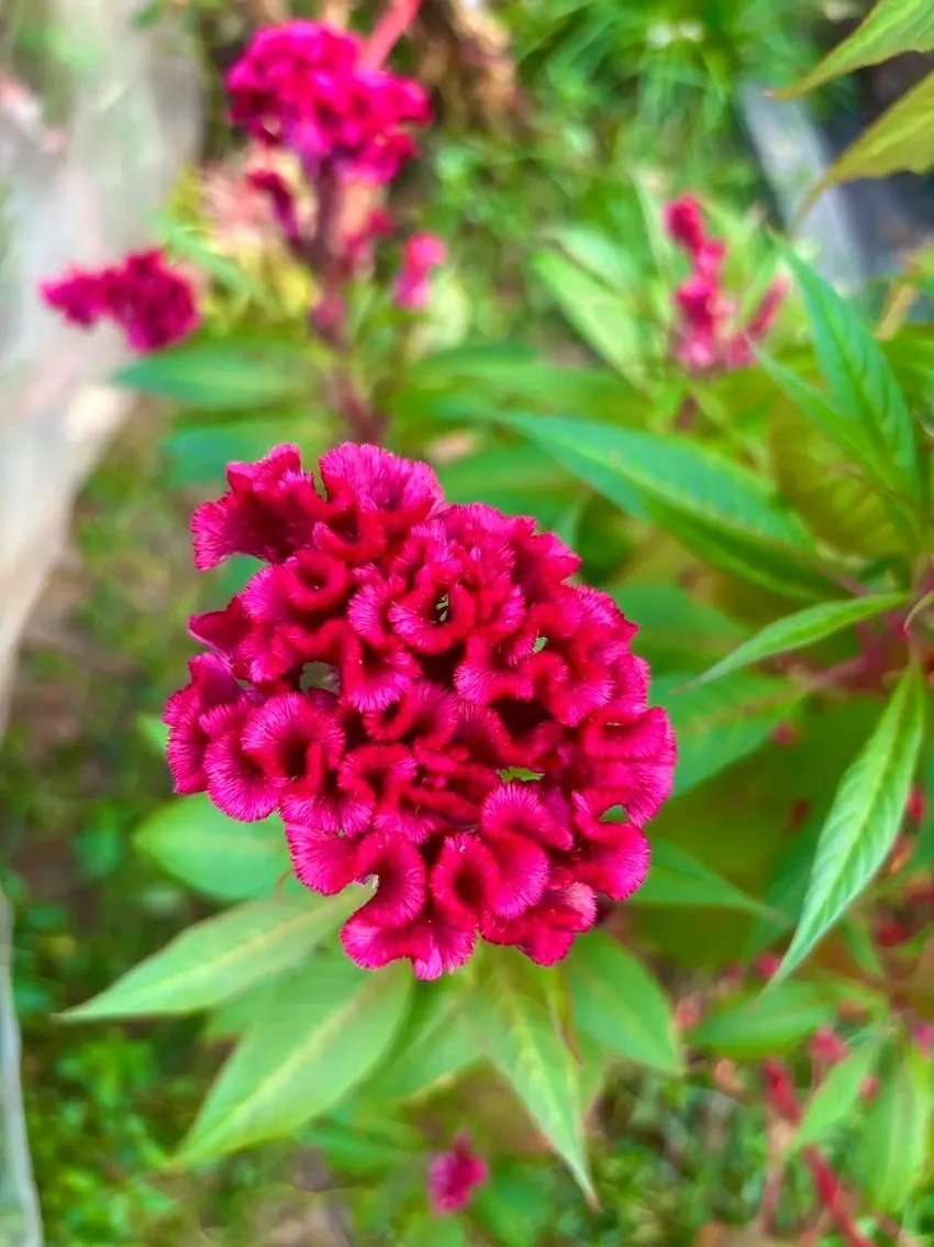 Hoa mào gà mùa xuân tươi sáng chào đón năm mới