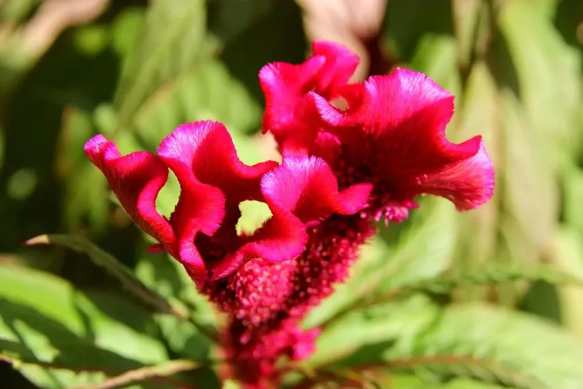 Mua hoa mào gà uy tín để trang trí nhà cửa