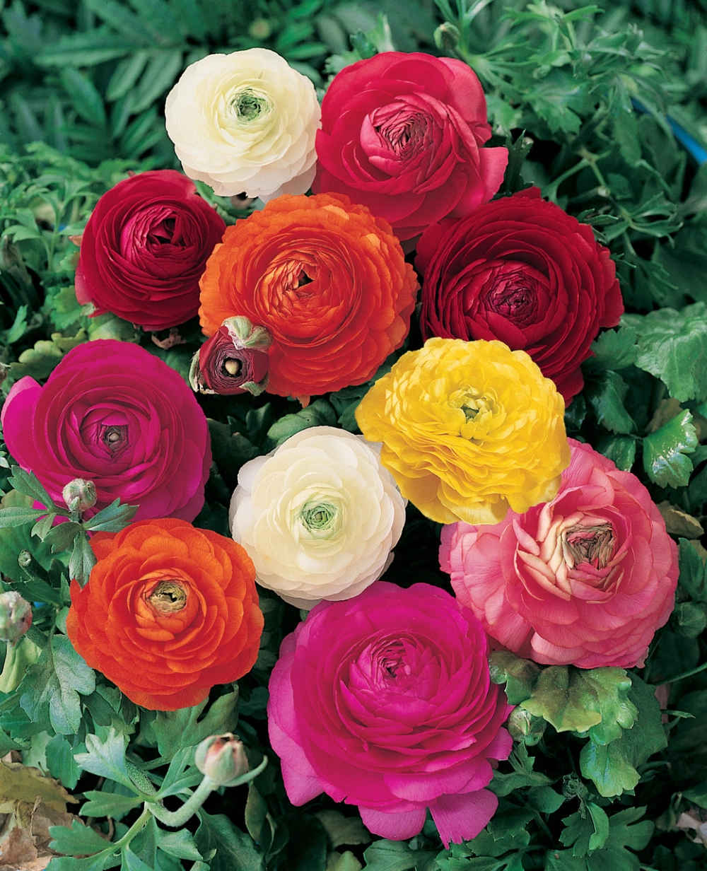 Hoa mao lương đẹp rực rỡ nổi bật từng cánh mềm mại