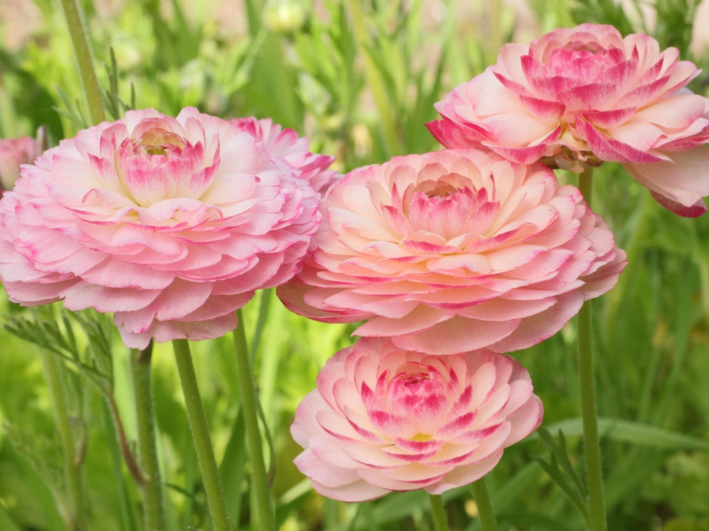 Ảnh hoa mao lương sắc nét tươi tắn tràn sức sống