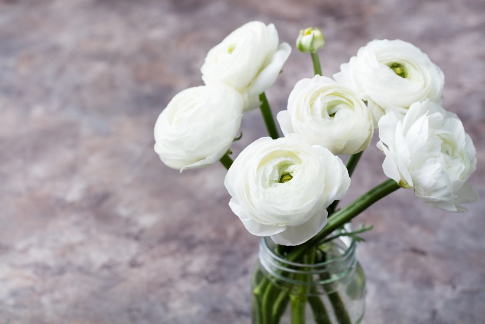 Hoa mao lương 4k sắc nét từng chi tiết cánh hoa tinh tế