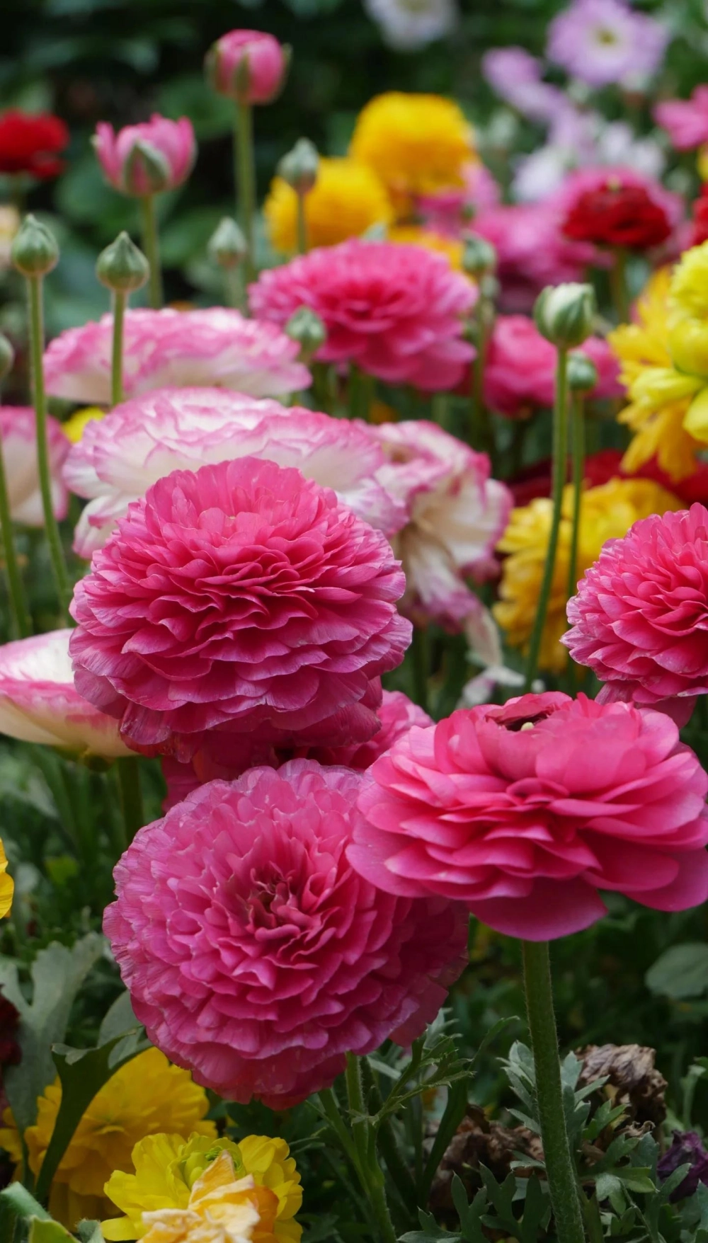 Hoa mao lương full hd rực rỡ tươi sáng đẹp mắt tự nhiên