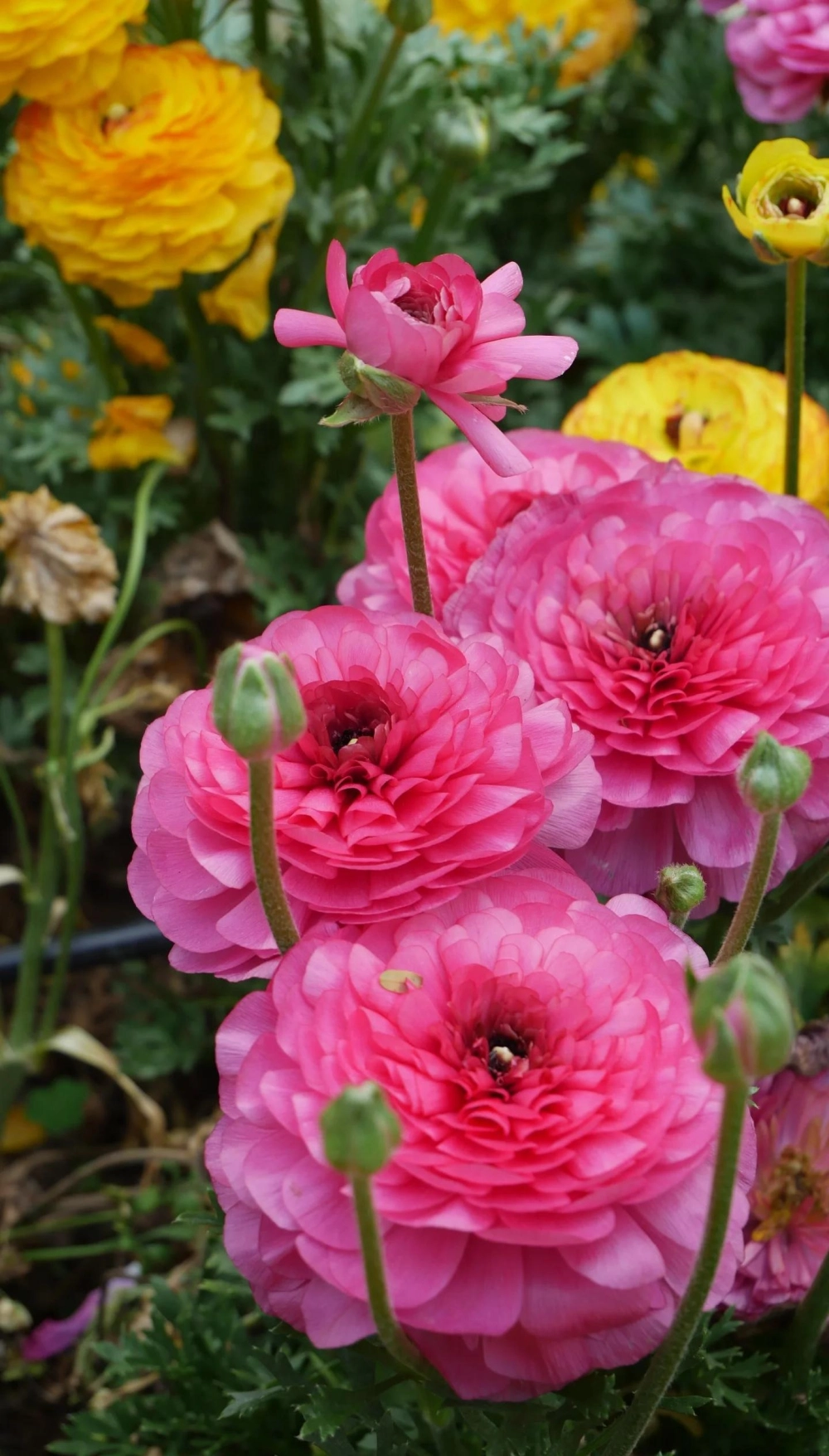 Hoa mao lương độc đáo nổi bật với vẻ đẹp hiếm thấy