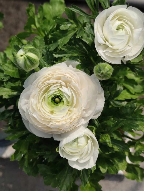 Hoa mao lương lãng mạn rực rỡ như ánh nắng mùa xuân