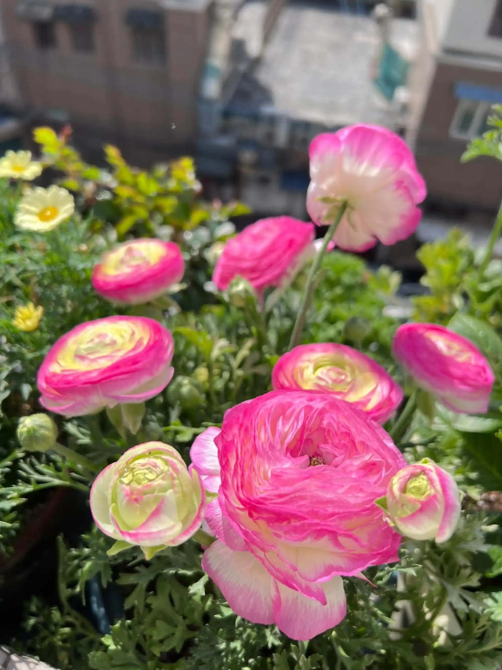 Hoa mao lương mới nhất tươi tắn tràn đầy sức sống