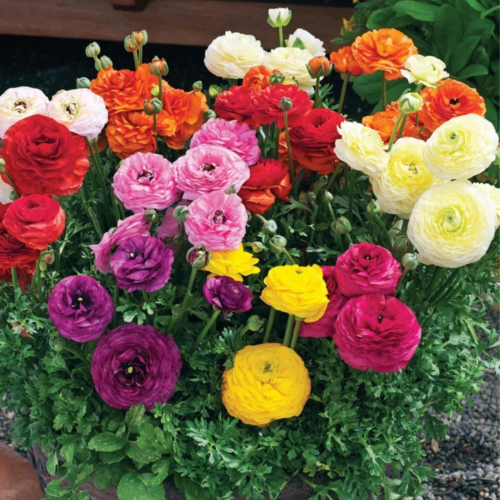 Hoa mao lương rực rỡ lung linh đẹp như giọt sương mai