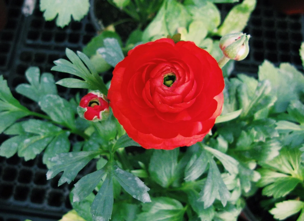 Hoa mao lương phong cách thanh lịch nổi bật kiêu sa