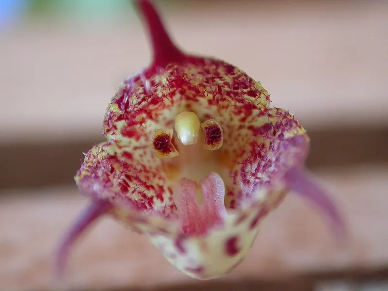 Hoa mặt khỉ 4K siêu rõ nét làm nền