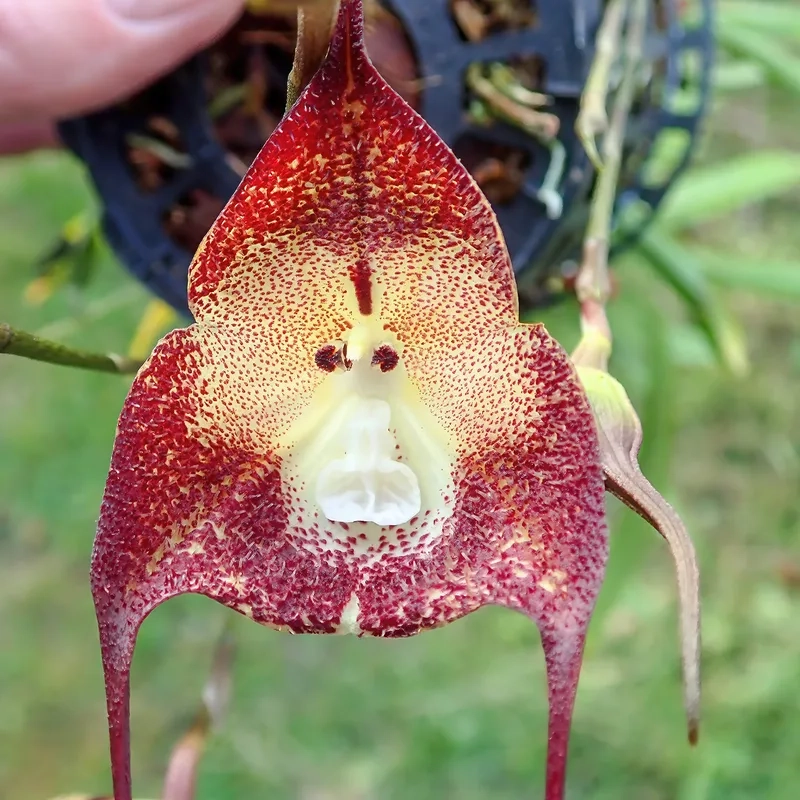 Hoa mặt khỉ đơn giản nhưng ấn tượng