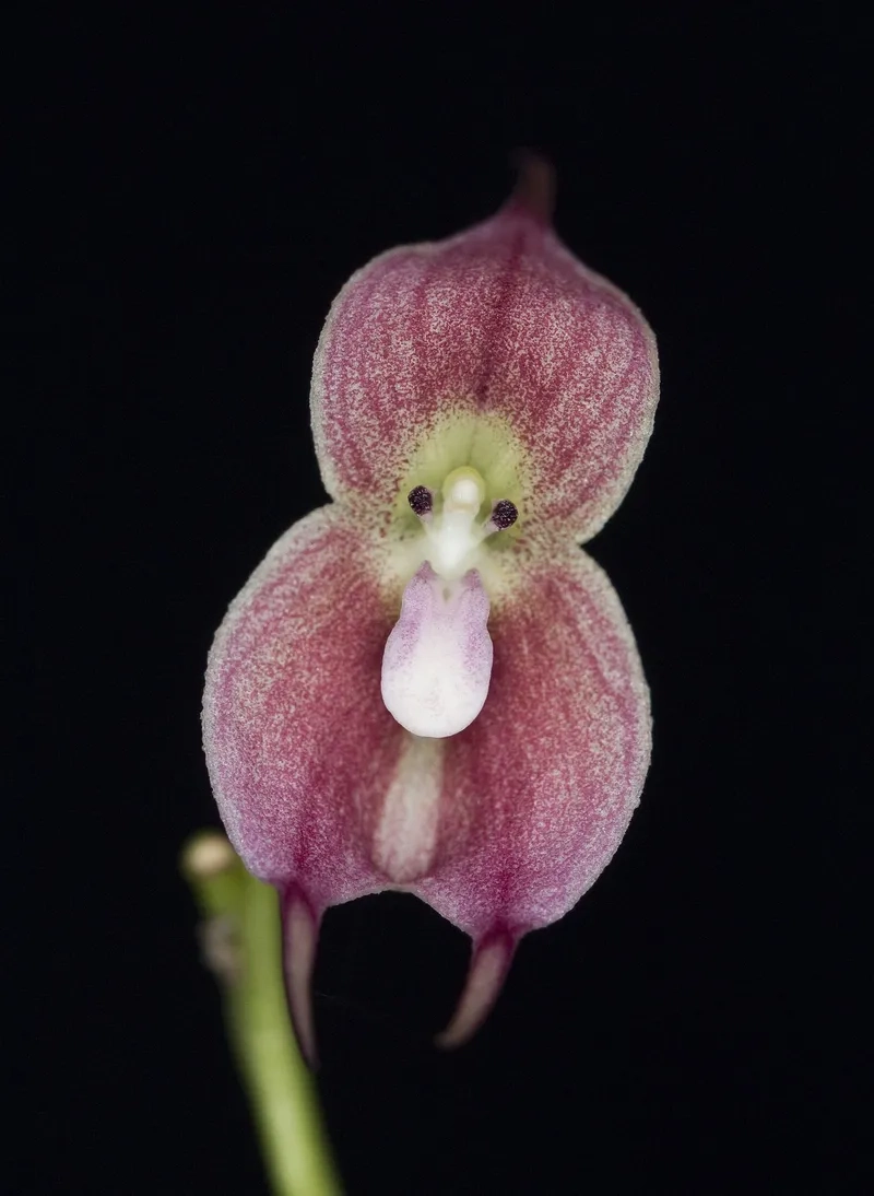 Hoa mặt khỉ vẽ tay tinh tế nghệ thuật