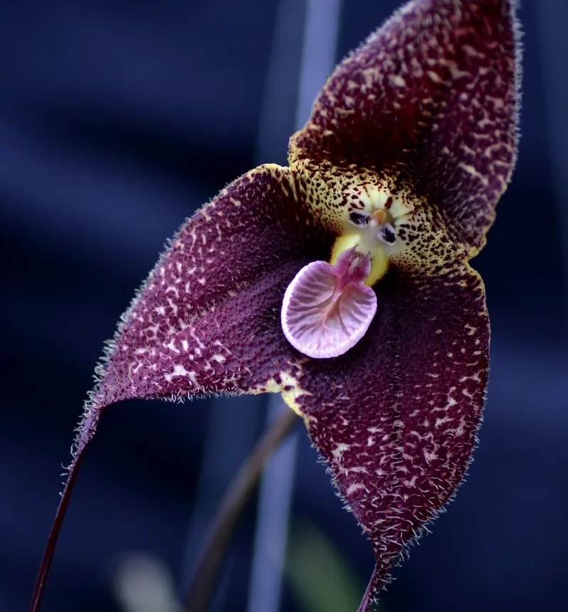 Vẻ đẹp hoa mặt khỉ trắng đen huyền bí