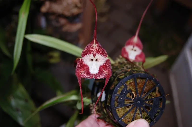 Khám phá bộ sưu tập hoa mặt khỉ đầy đủ