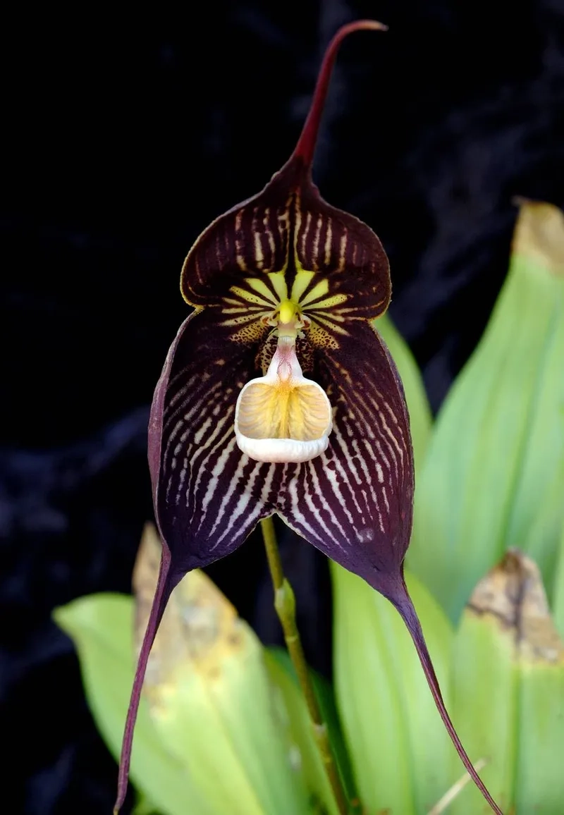 Cùng nhau xem hoa mặt khỉ kỳ lạ