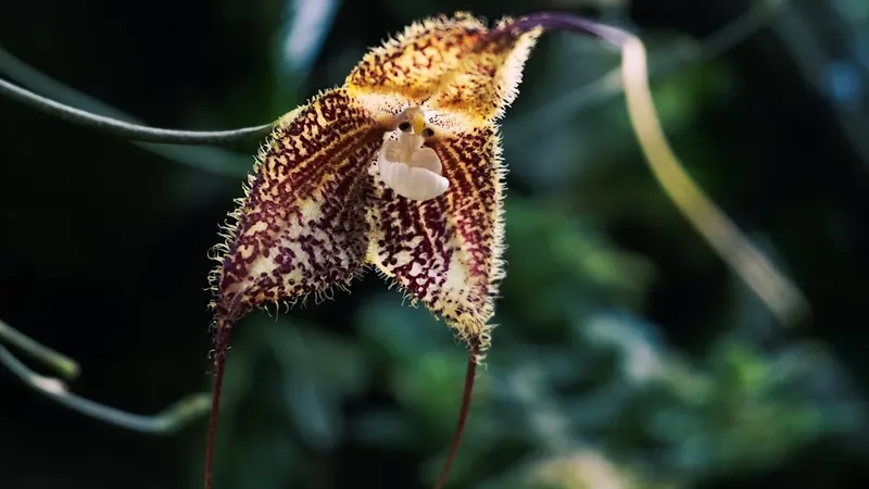 Lựa chọn mẫu hoa mặt khỉ yêu thích