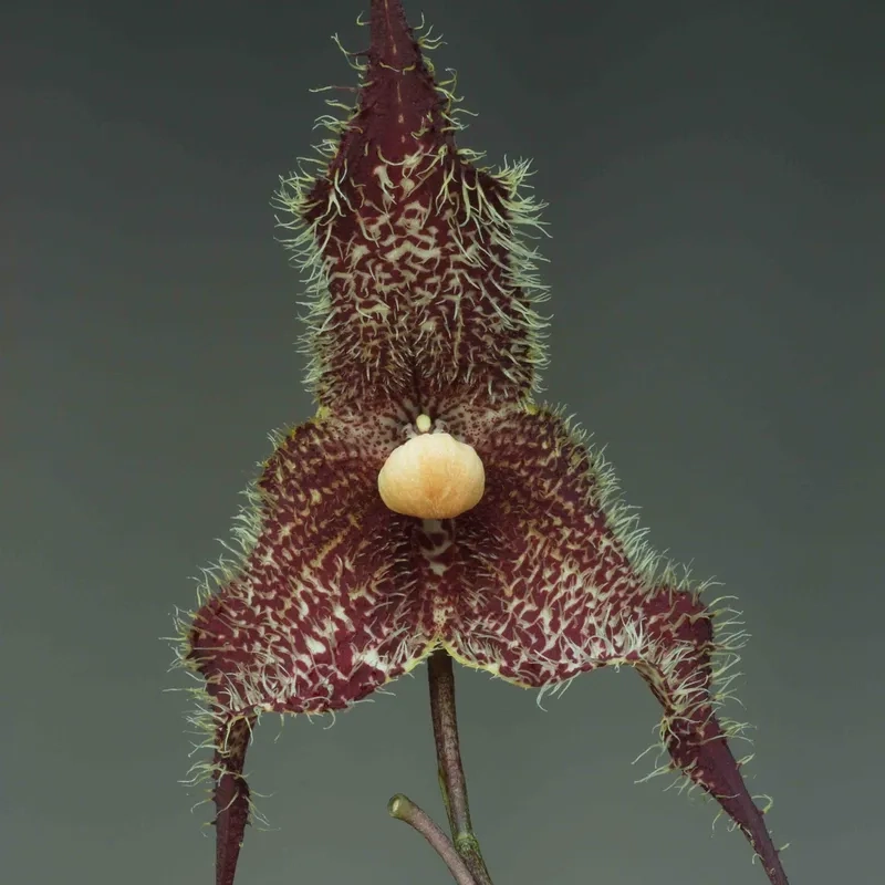 Sắc nét hoa mặt khỉ đen trắng tối giản