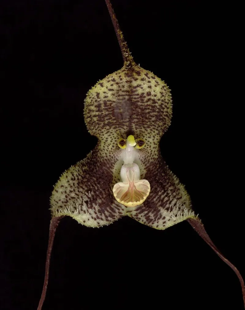 Dùng ngay hình nền hoa mặt khỉ điện thoại