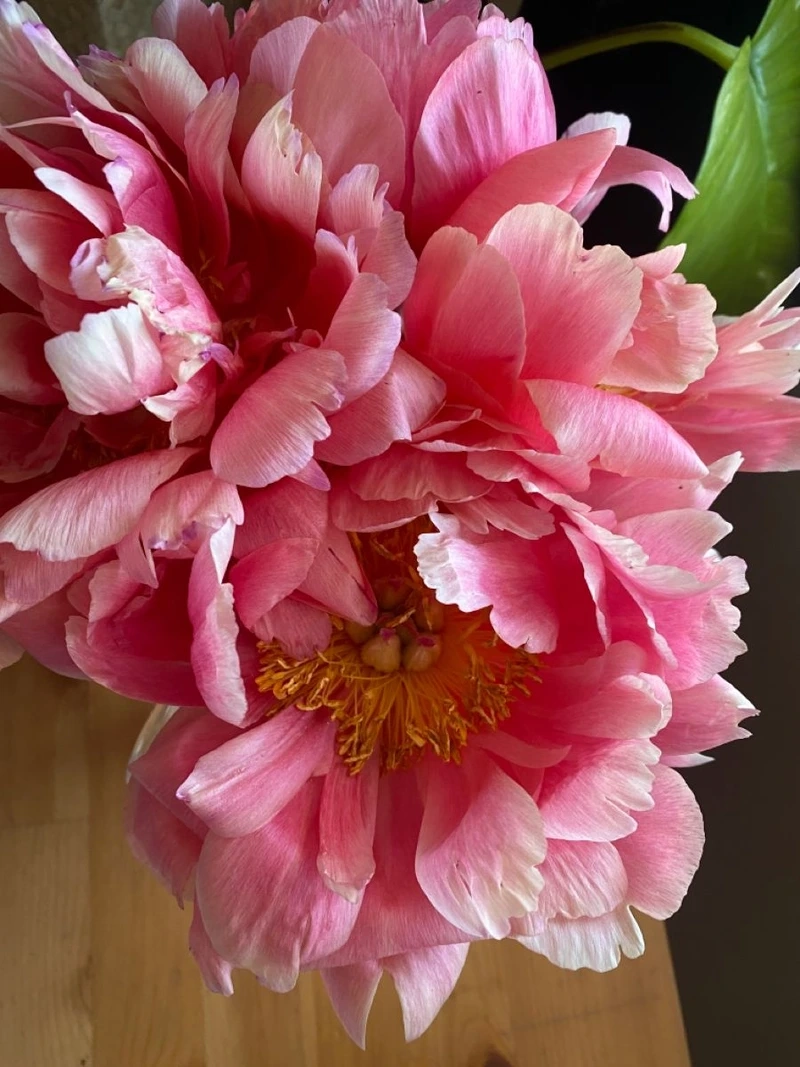 Khoảnh khắc rực rỡ trong ảnh hoa mẫu đơn