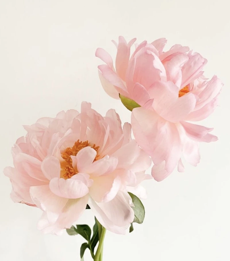 Khám phá thông điệp của hoa mẫu đơn ý nghĩa