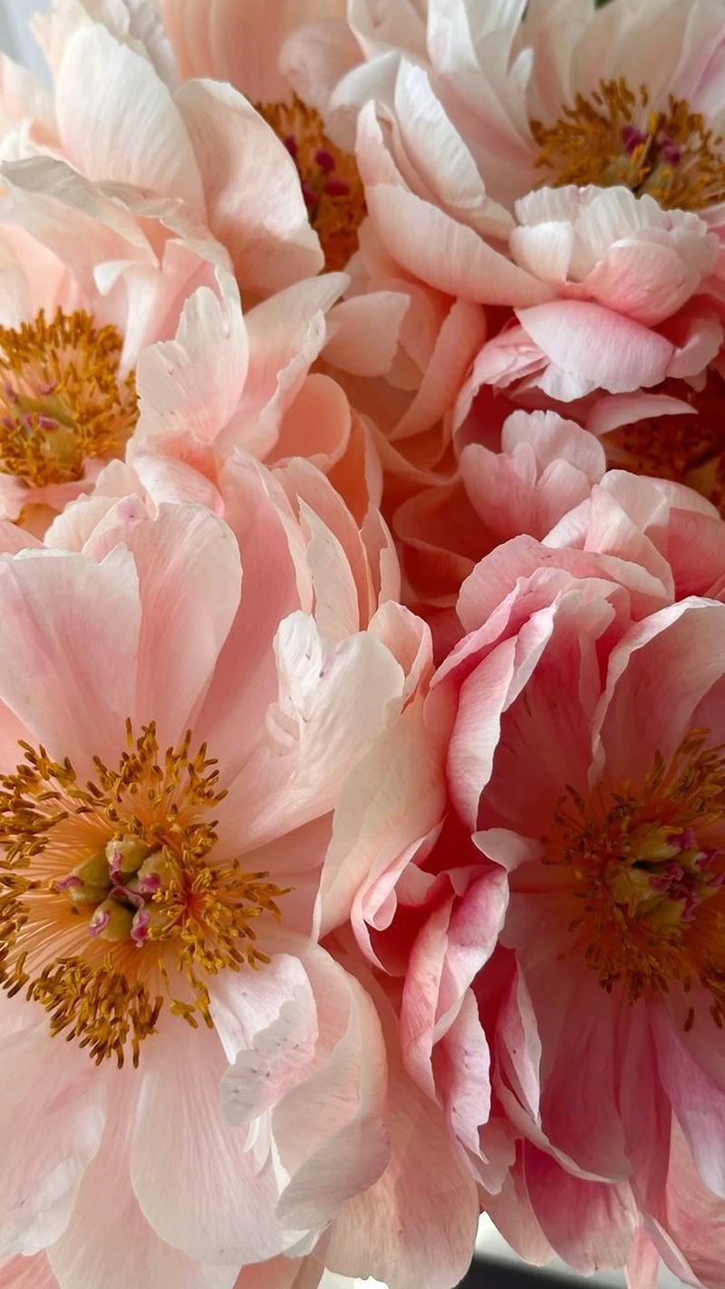 Nét đẹp tự nhiên của hoa mẫu đơn bụi