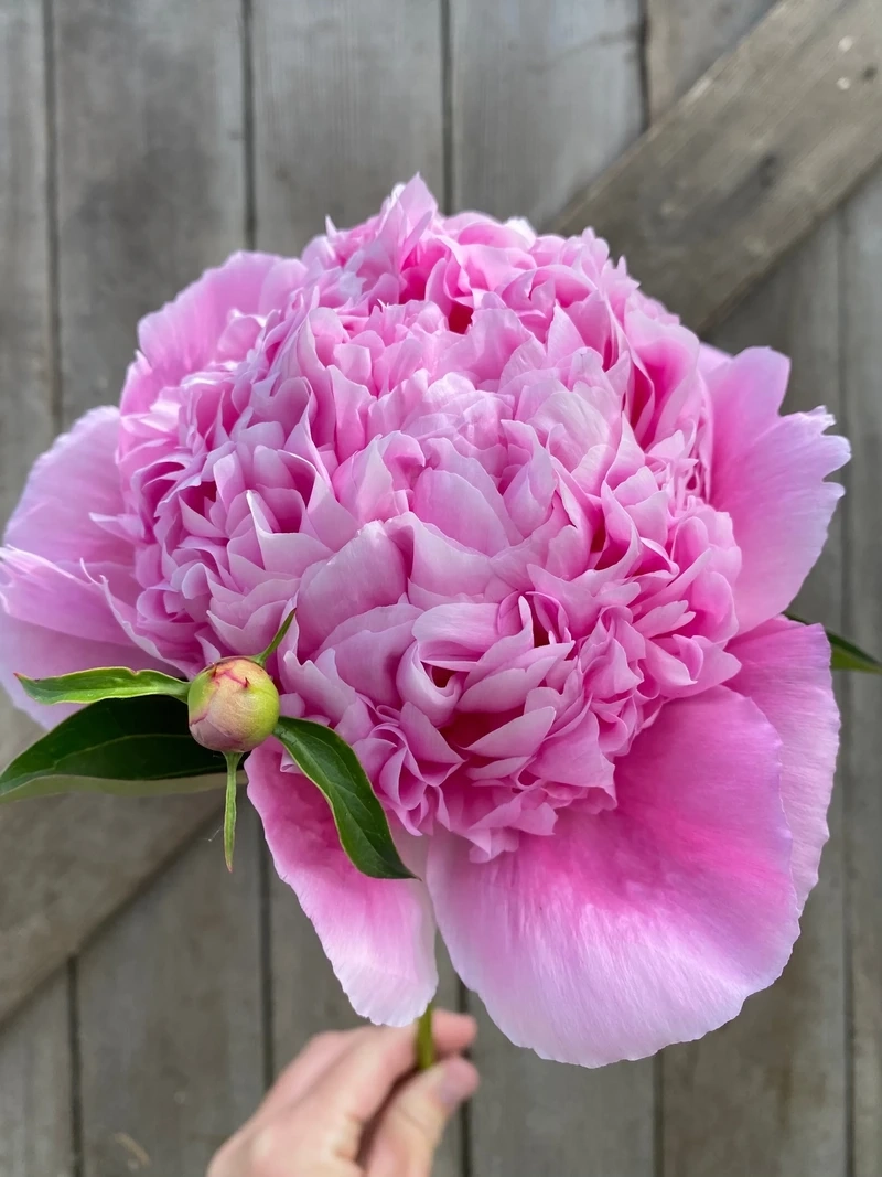 Nét duyên ngọt ngào của hoa mẫu đơn sắc hồng