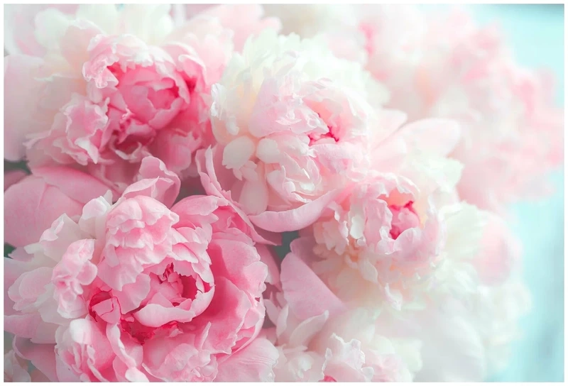 Không gian dịu êm bởi hoa mẫu đơn thơ mộng