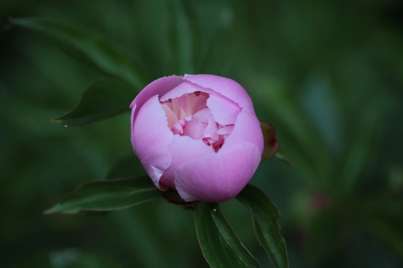 Chiêm ngưỡng vẻ hoàn mỹ của hoa mẫu đơn đẹp nhất