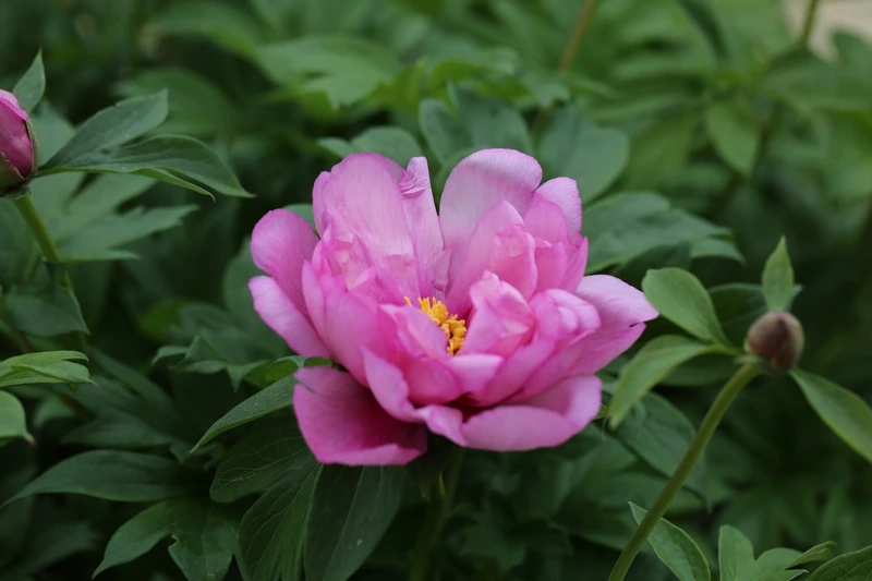 Lựa chọn sắc hoa từ hoa mẫu đơn chất lượng